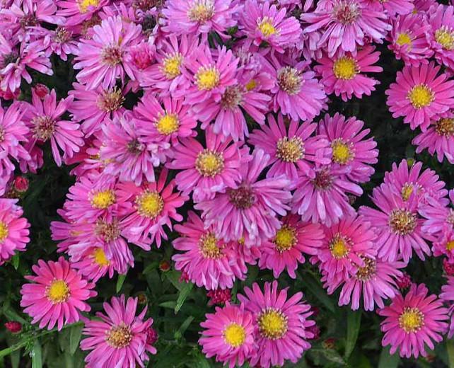 Aster Novae-Angliae 'KICKIN Carmine Red', Aster 'KICKIN Carmine Red', New England Aster 'KICKIN Carmine Red', Michaelmas Daisy 'KICKIN Carmine Red', Symphyotrichum Novae-Angliae 'KICKIN Carmine Red', Magenta aster, Red aster